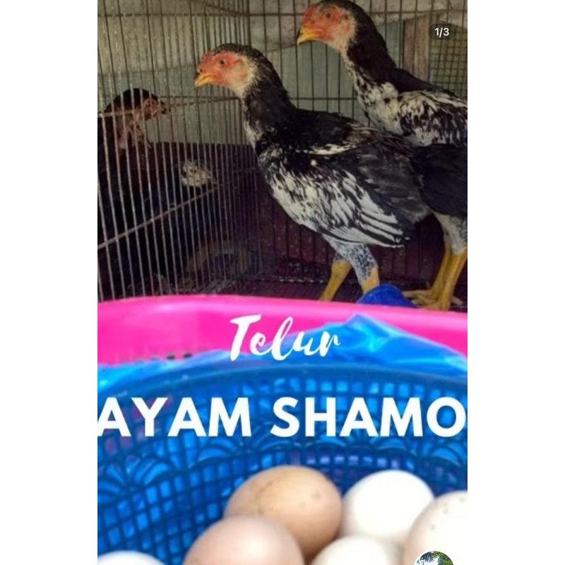 Telur Ayam SHAMO Import Jepang asli Fertil / Shamo Eropa Shamo Jepang Shamo Treecolors