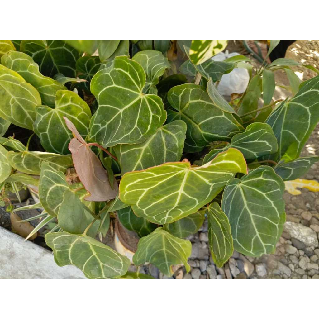 Tanaman hias galonema jenis kuping gajah