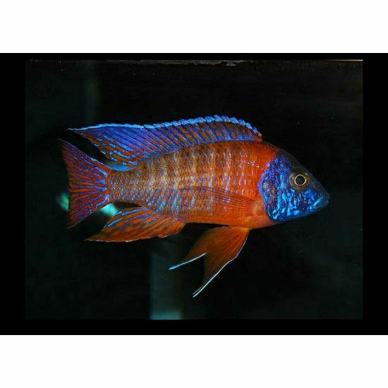 cichlid aulonocara red rubin