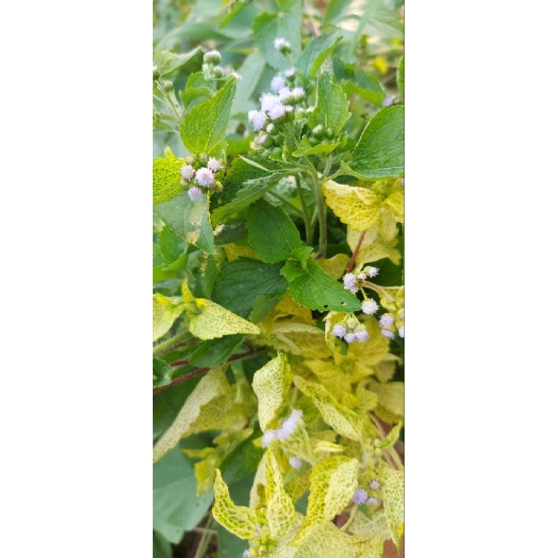

daun babadotan segar per 800 gram 100 % hasil alam