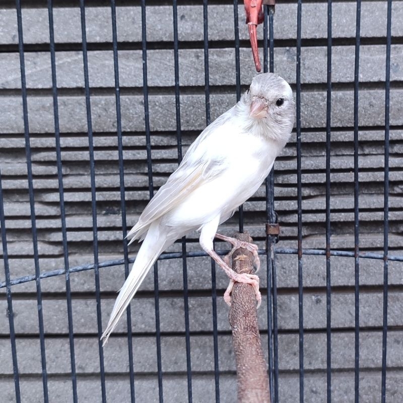 Kenari Panda Silver Simetris - Jantan Gacor (Only Instant Delivery)