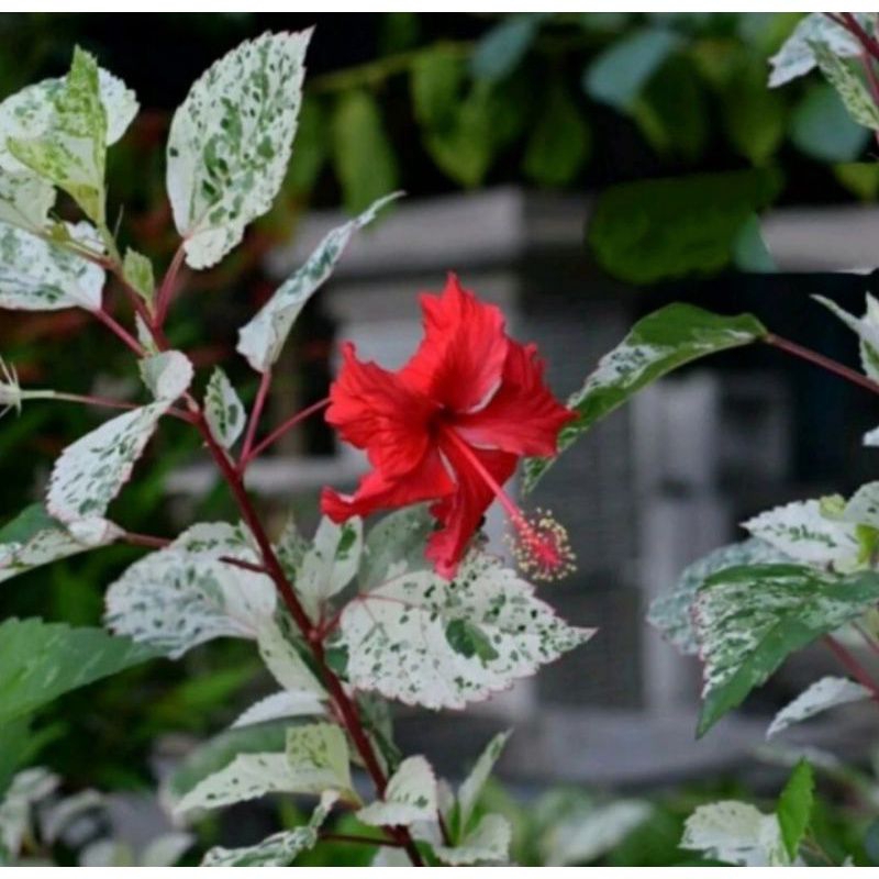 tanaman bunga hias bunga sepatu bunga merah daun warna warni