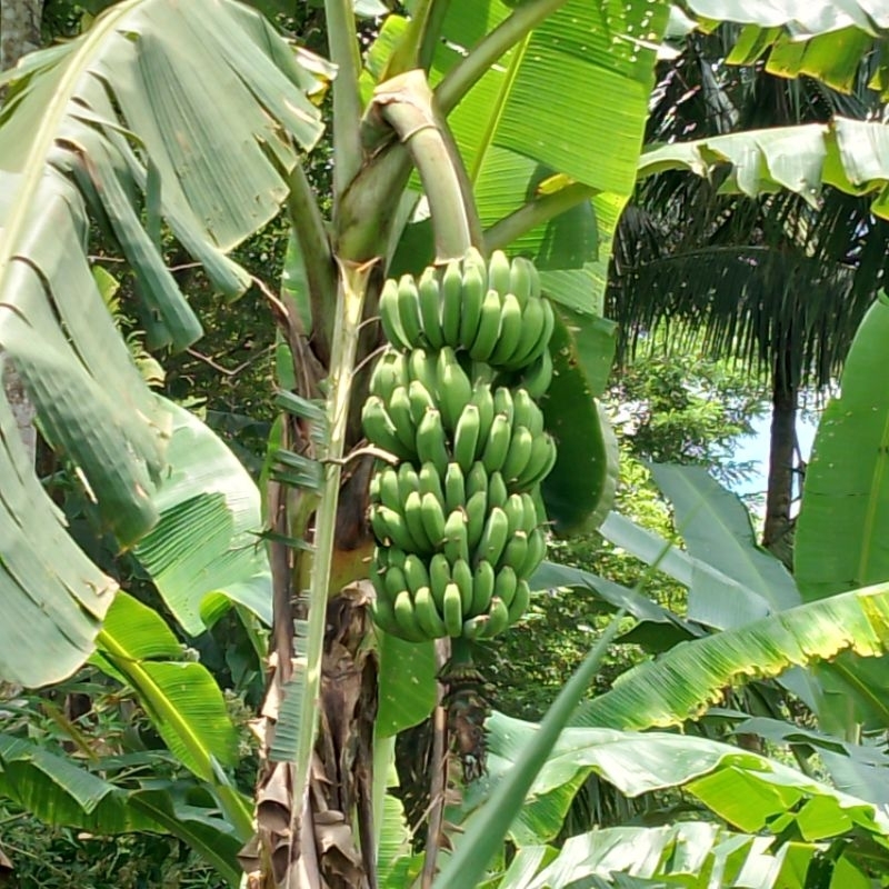 pisang raja Fresh 1kg - Asli Sukabumi