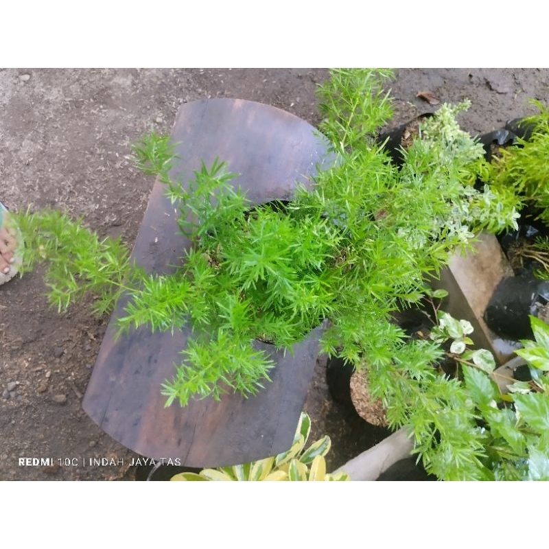 tanaman asparagus krisdoren rimbun