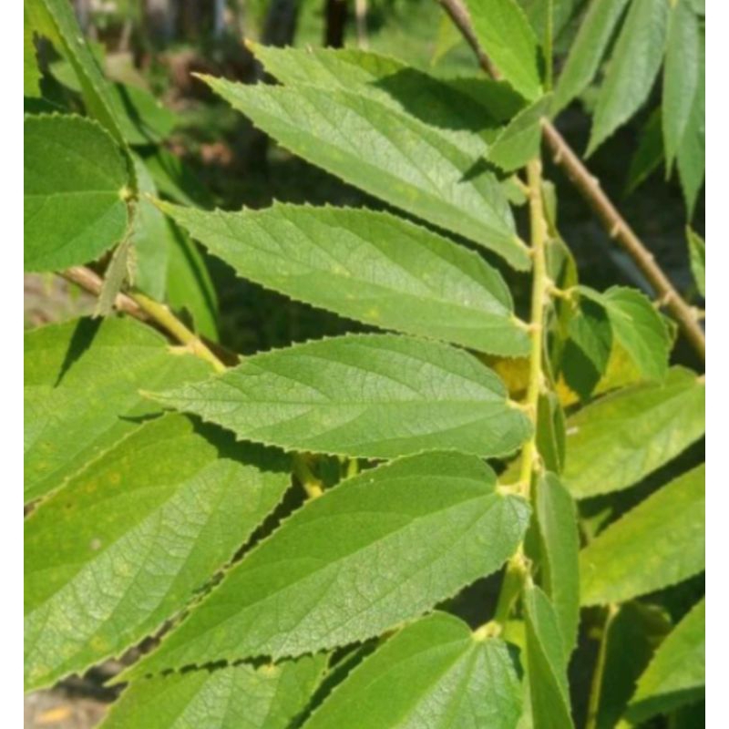 

daun kersen segar buat kesehatan 500g