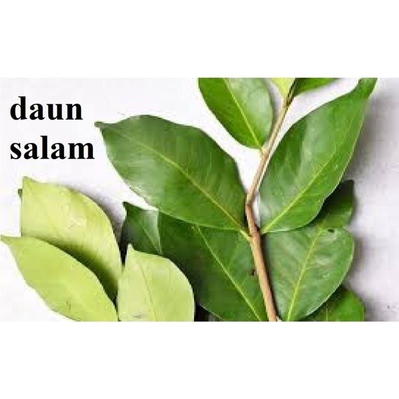 

BUBIT TANAMAN DAUN SALAM UNTUK BUMBU MASAK