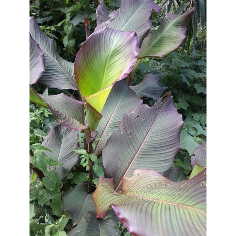 

DAUN GANYONG segar 500gram