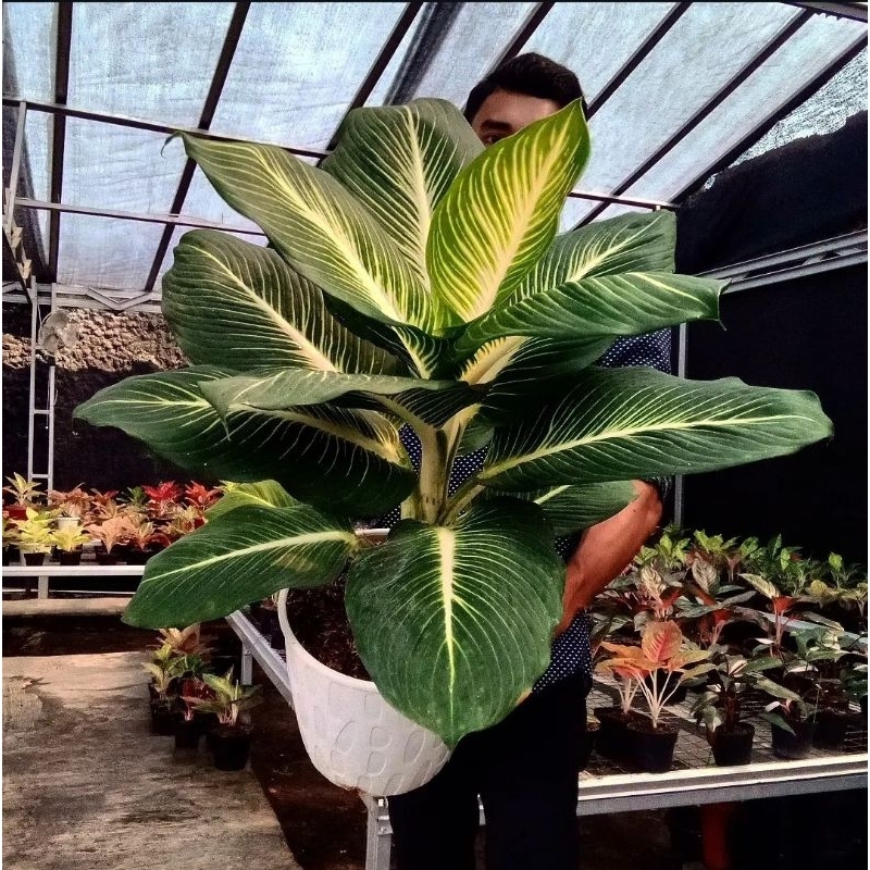 DIVEN GURITA- tanaman hias hidup diven gurita