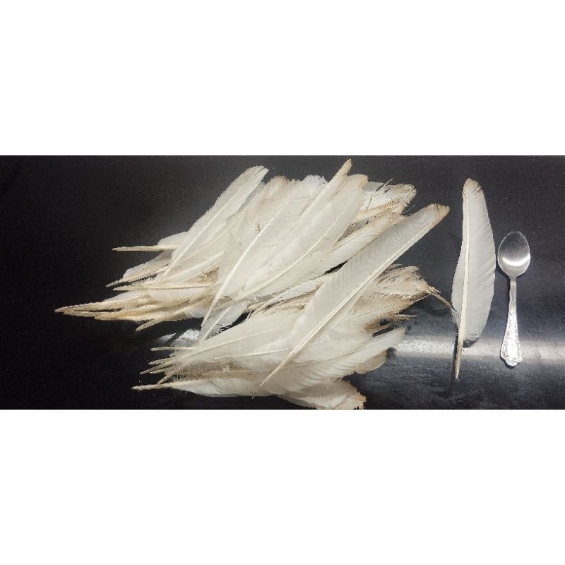 bulu kalkun (sekunder)