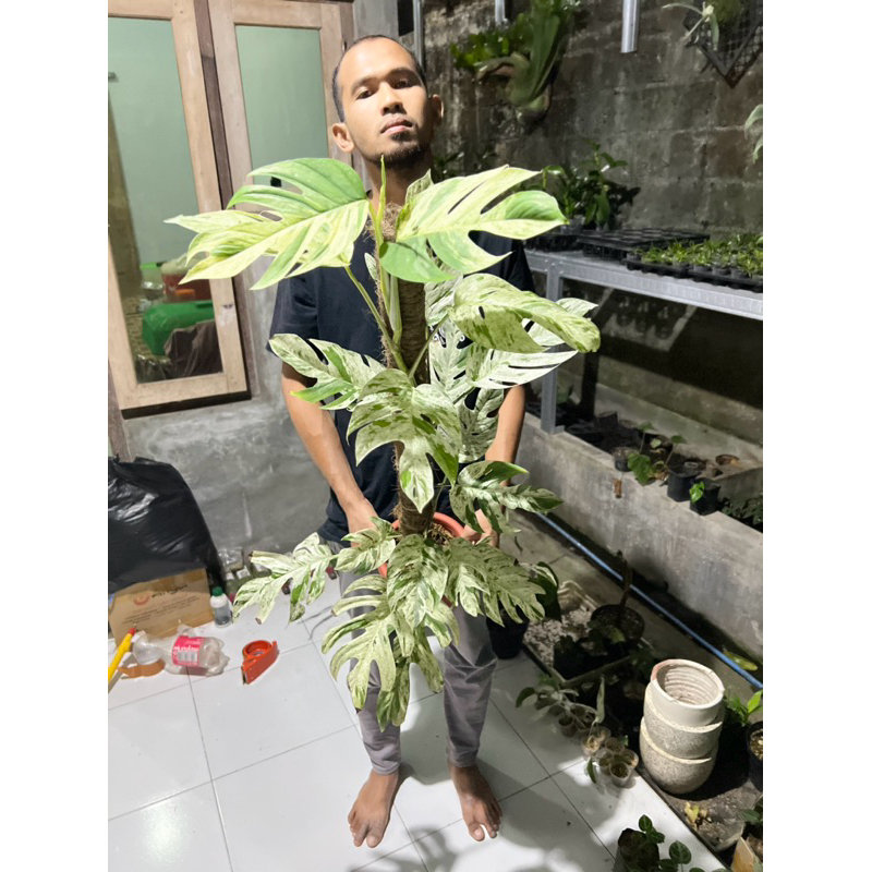 Epipremnum marble var