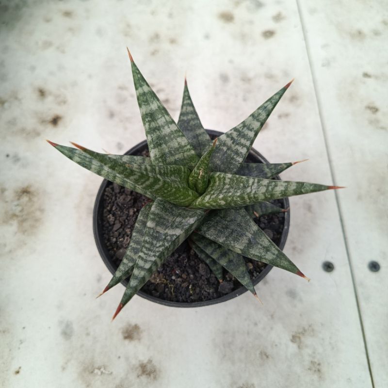 Sansevieria hybrid blorong