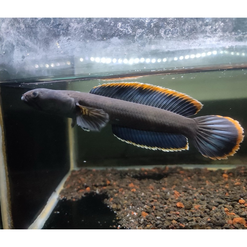 Limbata cb rim merah size baby 3-4cm isi 4 ekor