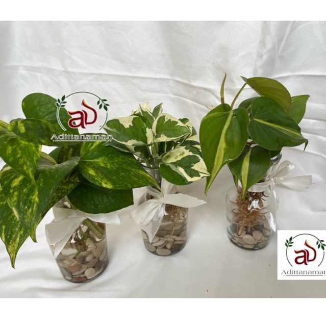 paket 3 tanaman hias sirih gading tanaman air vas bunga tanaman hias meja cantik (3pcs) Vas Kaca 300
