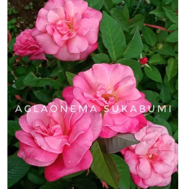 Mawar Ownroot Cimacan *old rose (merah pink + wangi) bibit rare item