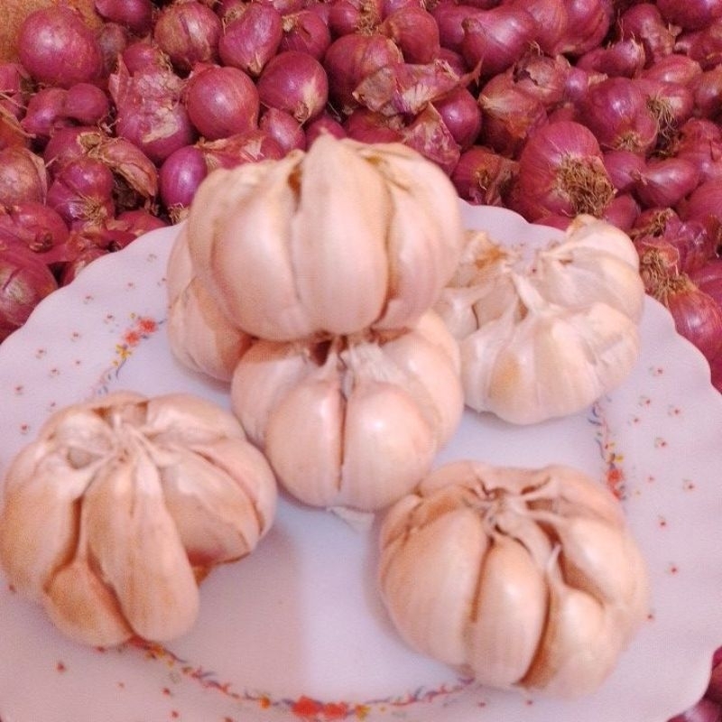 

Bawang putih jenis sinco
