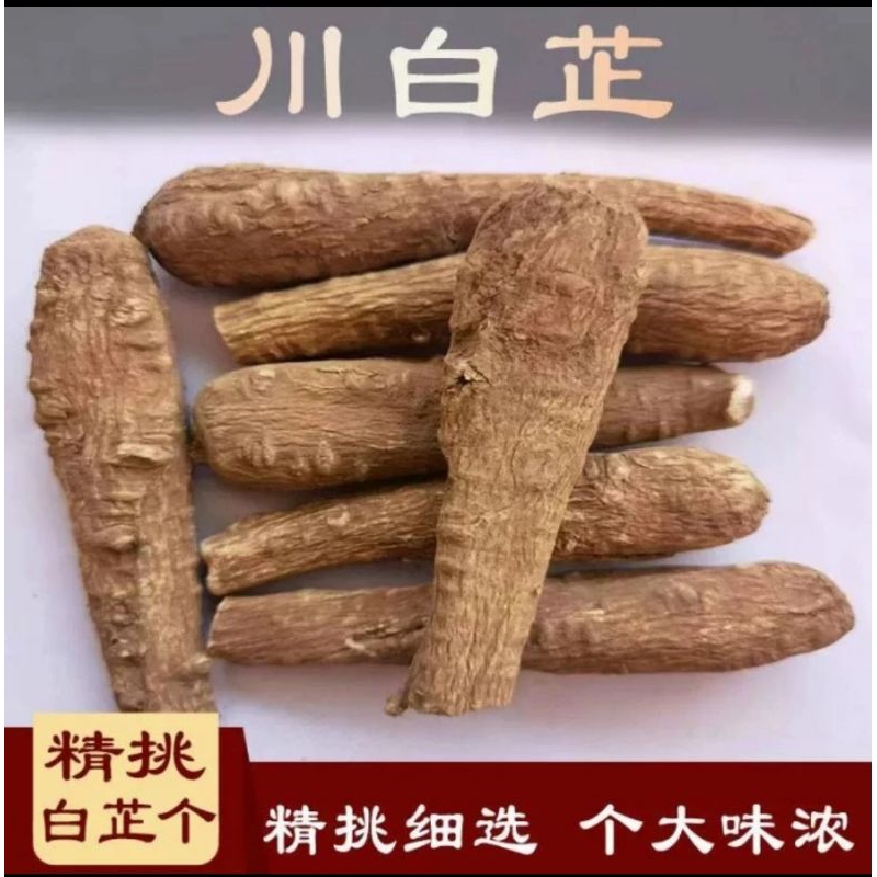 

300 G GR GRAM 白芷条 BAI ZHI TUAO ANGELICA DAHURICA