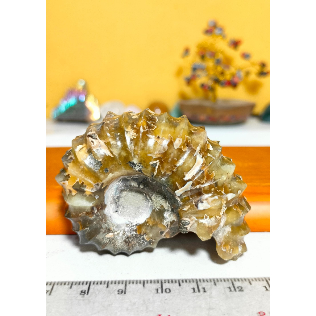 Batu Horn Ammonite Fossil Keong Natural (7)