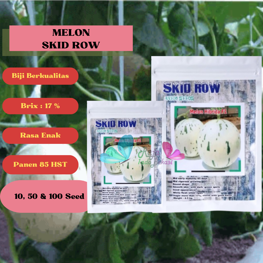 ORI BENIH F1 Melon SKID ROW Repack 10 50 100 Biji Melon Bibit Premium Renyah Bulat Lonjong Sweet Net