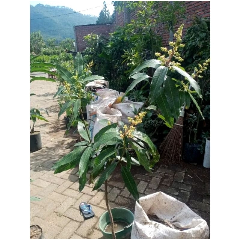 Bibit mangga berbunga