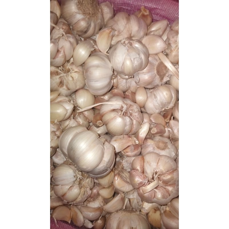 

Bawang Putih Murah 500 gr 1 kg fresh pilihan bagus bagus