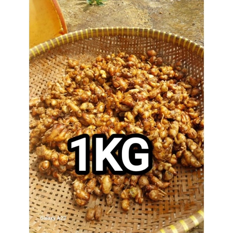 

1KG KENCUR SEGAR WANGI BERSIH PROMO MURAH