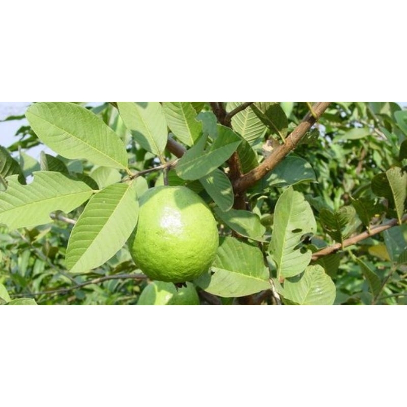 

buah jam biji merah 1kg