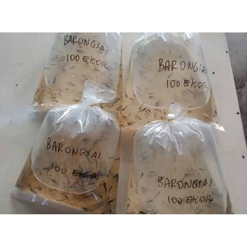 'bibit cupang BARONGSAI ISI 20