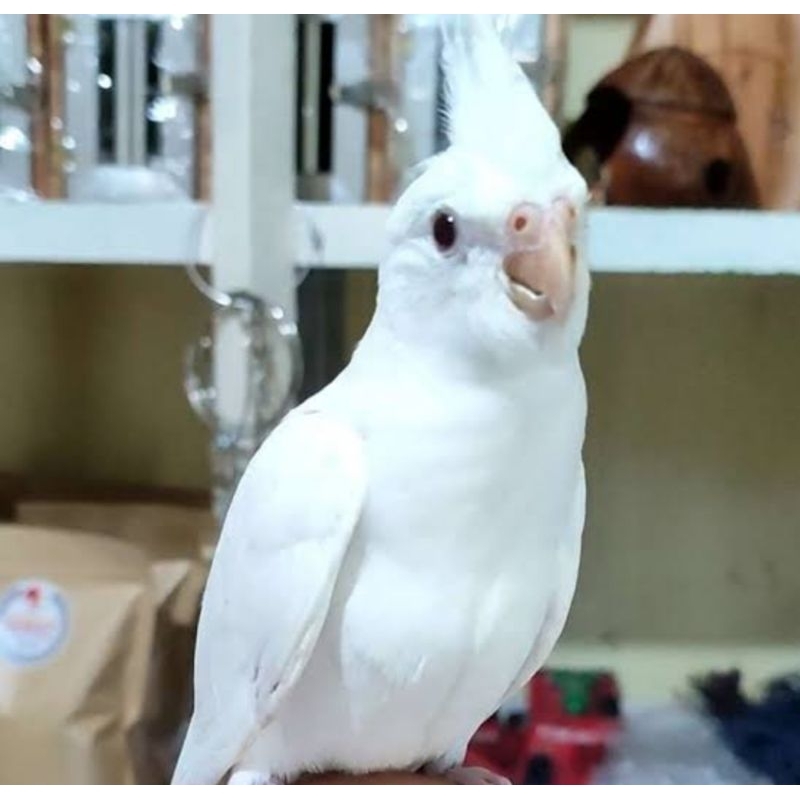 Burung falk albino mata merah