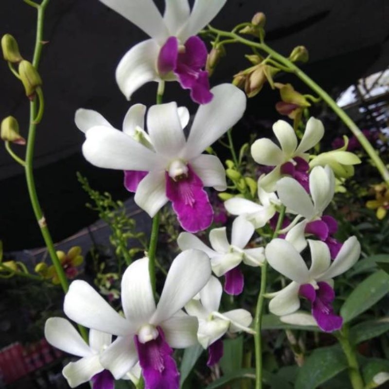 Anggrek Dendrobium Wonleng Bunga Harum