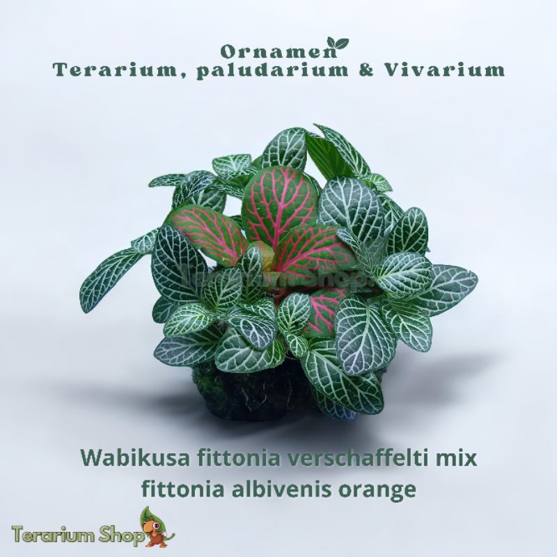 Tanaman asli Ornamen Terarium Paludarium & Vivarium Wabikusa fittonia verschaffelti mix fittonia alb
