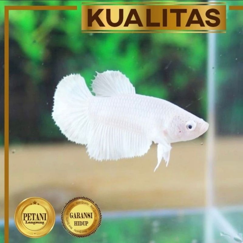 Paket Koloni (isi 10) Ekor Cupang Betina Halfmoon Full White Ikan Hias Aquascape Hiasan Aquarium