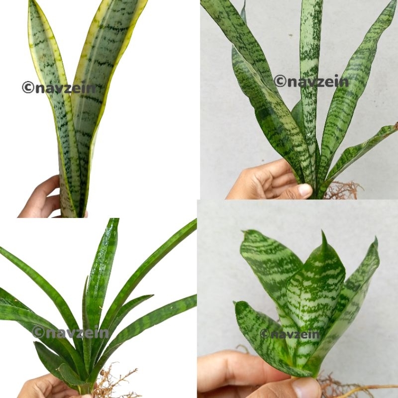 

Lidah Mertua | Sansevieria | Tanaman Pembersih Udara