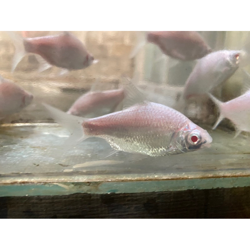Hiasan Aquarium Kaviat Platinum