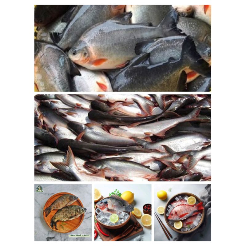 

Ikan Mujair Nila Tilapia | Ikan Nila Merah | Ikan Mas | Ikan Patin | Ikan Bawal Air Tawar Papapangan 500 gram