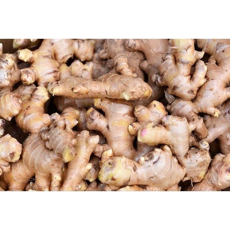 

jahe emprit 1kg