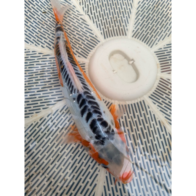 ikan koi shusui sz 40bu