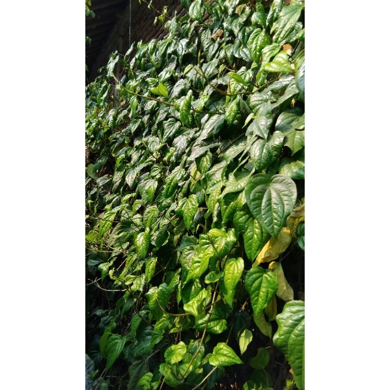 

DAUN SIRIH SEGAR PETIK LANGSUNG DARI POHON