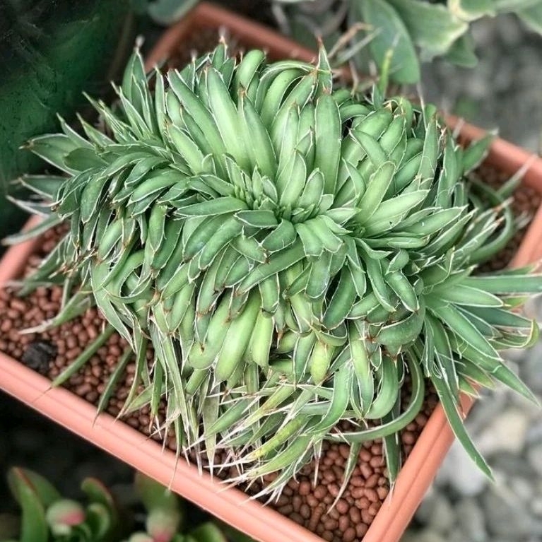 Agave filifera cristata