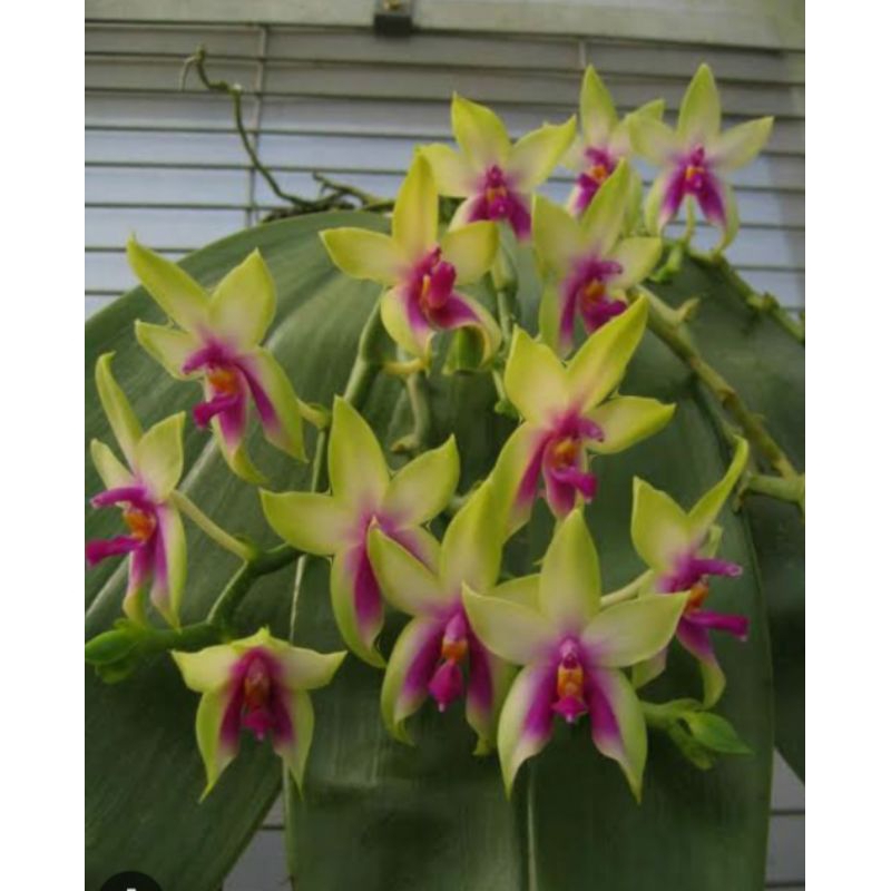 phalanopsis Belina /anggrek /Orchid /tanamanhias/garden /kebun