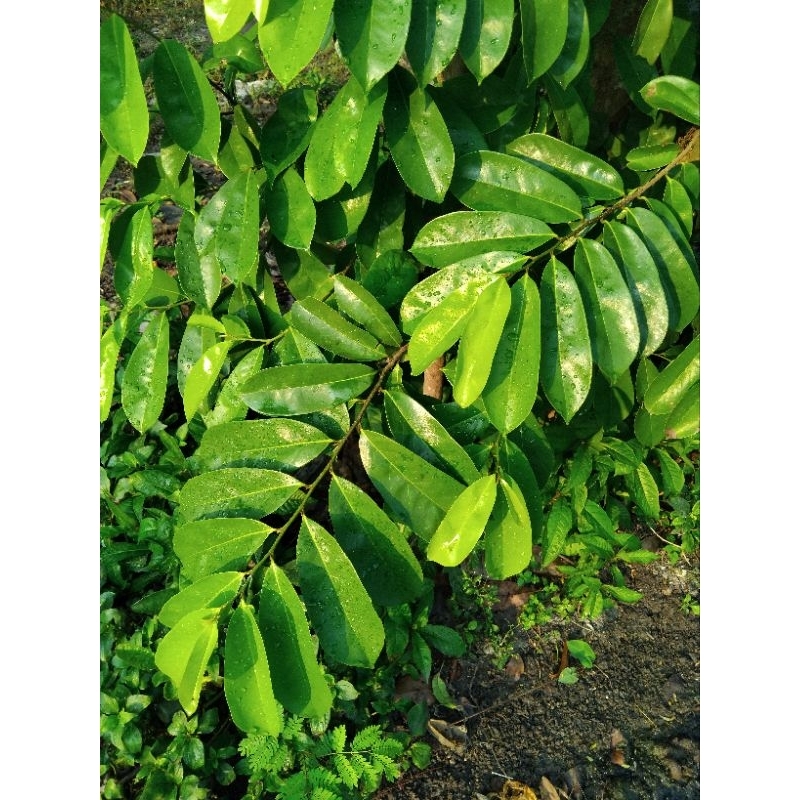 

daun sirsak segar PETIK LANGSUNG dari pohon 100lembar