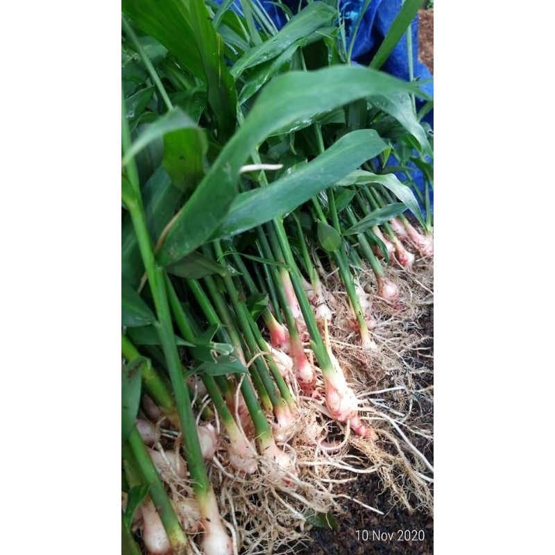 NASYYA_GARDEN-Bibit Jahe Emprit Siap Tanam Bertunas