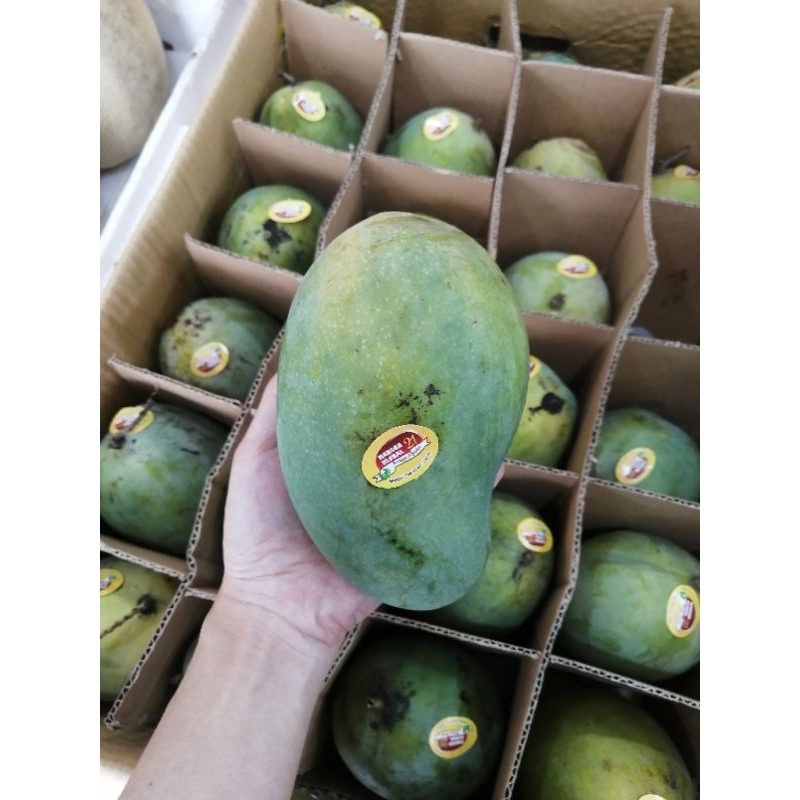 

Mangga Klonal 21 Bangil (Masih mengkal)