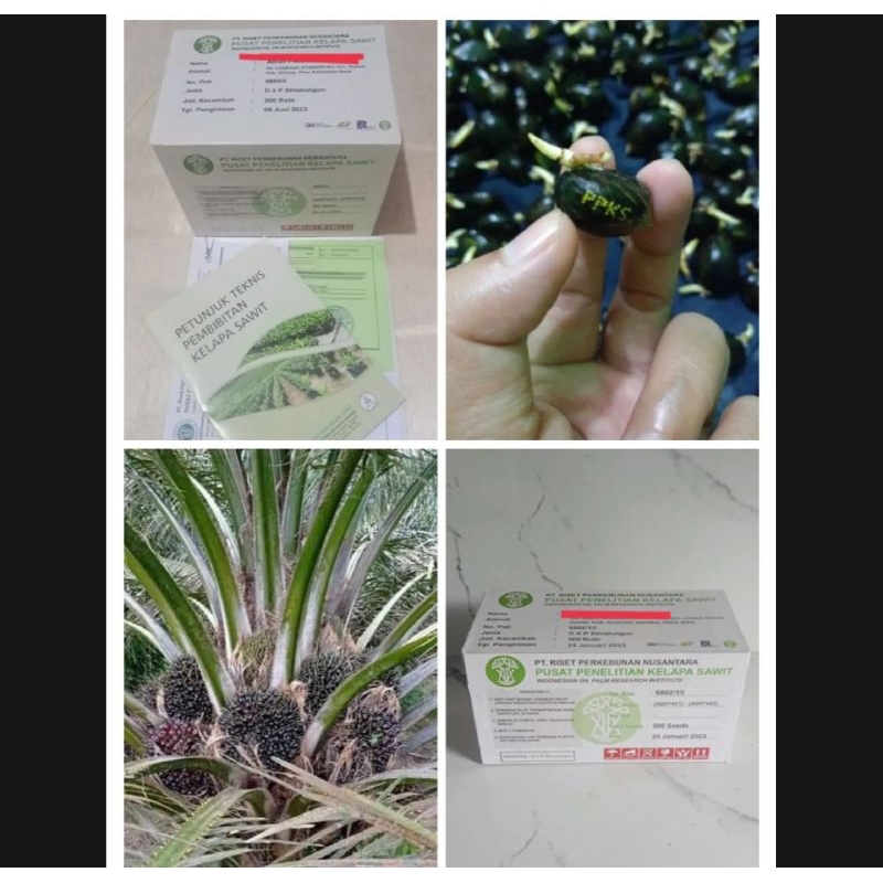 Benih Bibit Sawit PPKS DXP 239 asli MEDAN bersertifikat