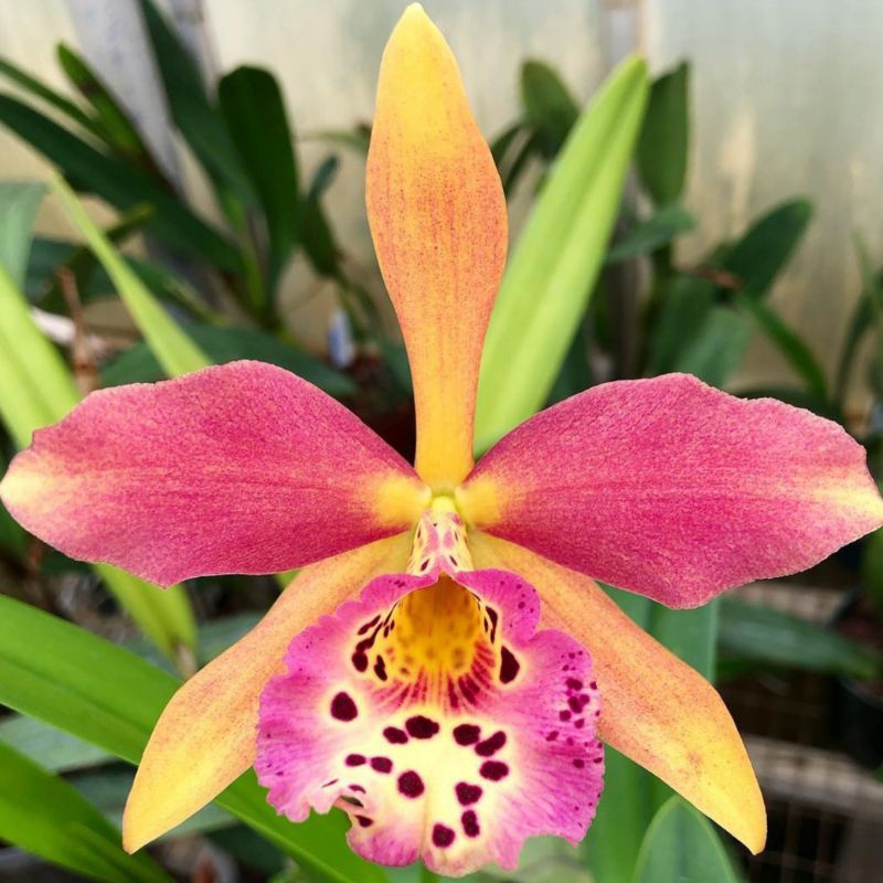 anggrek Rhynchobrassoleya / Rby Copper Queen dewasa cattleya brassavola