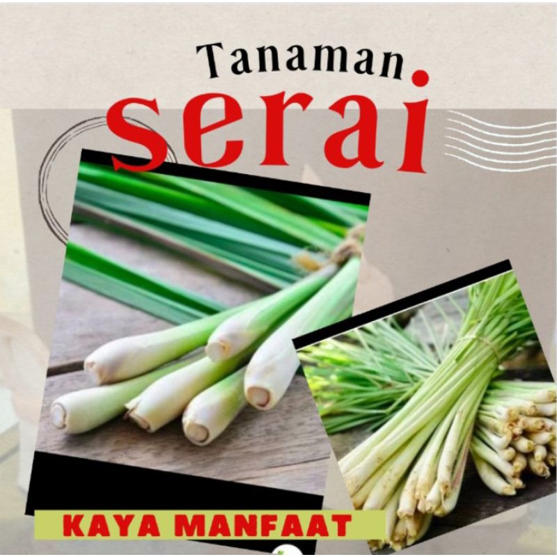 

serai untuk 1 kg