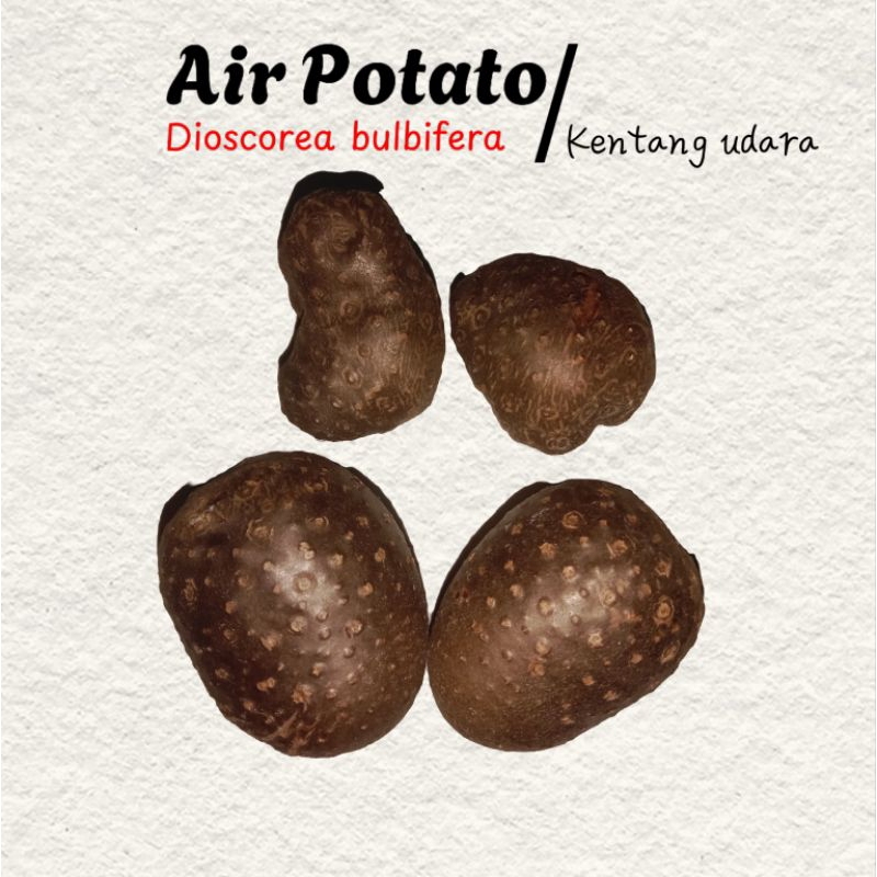 

KENTANG UDARA | AIR POTATO OBAT HERBAL AMPUH PENURUN GULA DARAH