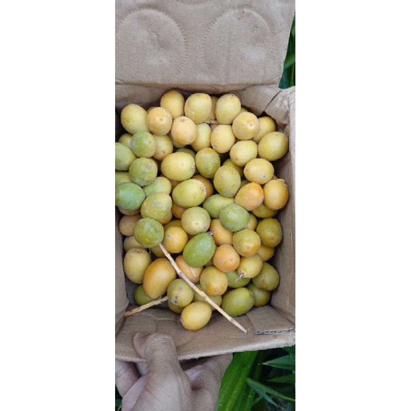 

Kurma muda promil alami 250 gram