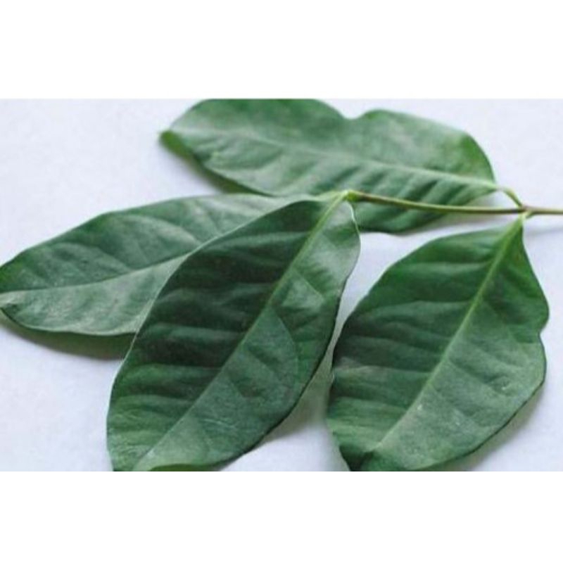 

daun salam per pack murah