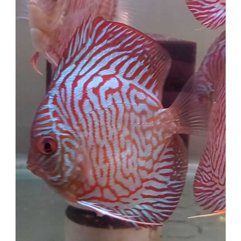 Ikan Discus Tiger Snake 2,5" inch s/d 5" inch
