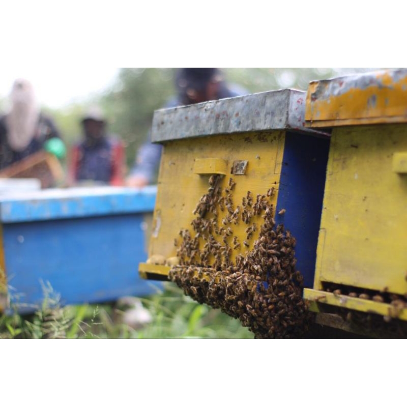 

madu pilihan 100%halal